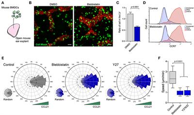 Myosin II Activity Is Selectively Needed for Migration in Highly Confined Microenvironments in Mature Dendritic Cells